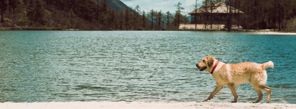 わんわんコミュ